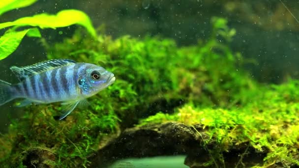 Poissons à la recherche de nourriture dans l'aquarium — Video