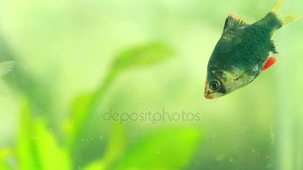 SUMATRAN TIGER BARB pescado comer alimentos en el acuario — Vídeos de Stock