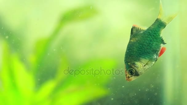 SUMATRAN TIGER BARB pescado comer alimentos en el acuario — Vídeos de Stock