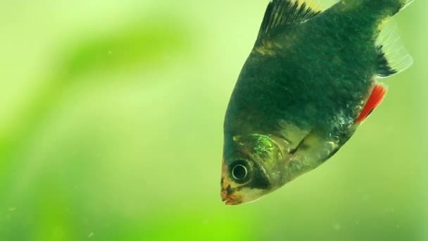 SUMATRAN TIGER BARB poisson mangeant de la nourriture dans l'aquarium — Video