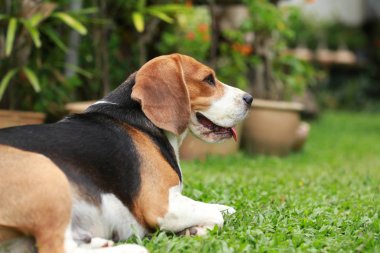  Beagle köpek tek başına evde