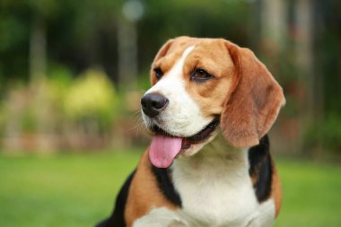  Beagle köpek tek başına evde