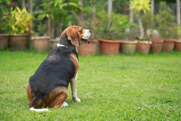 Beagle perro solo en casa — Foto de Stock