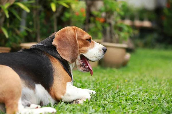 Beagle dog alone at home — Stock Photo, Image