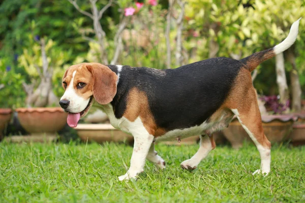 Beagle chien seul à la maison — Photo