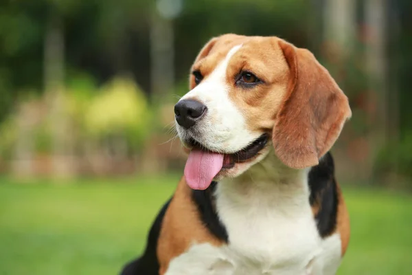 Beagle chien seul à la maison — Photo