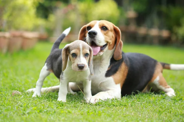 Safkan yetişkin ve beagle köpek yavrusu çim oynuyorlar