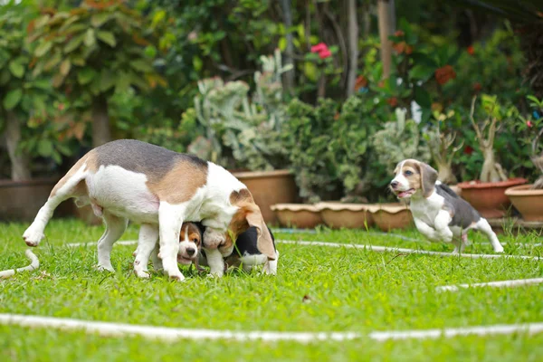纯种成年和小猎犬狗玩在草坪上 — 图库照片