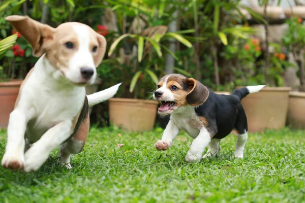 Czystej krwi dorosłych i szczeniak beagle pies grają w trawnik — Zdjęcie stockowe