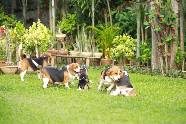 纯种成年和小猎犬狗玩在草坪上 — 图库照片