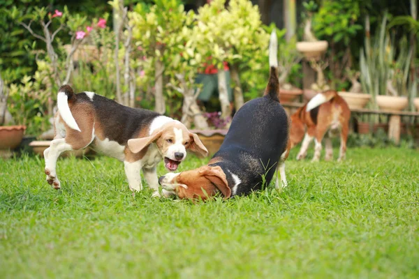 Czystej krwi dorosłych i szczeniak beagle pies grają w trawnik — Zdjęcie stockowe