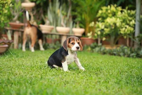 Pura raza adulto y perrito beagle perro están jugando en el césped — Foto de Stock