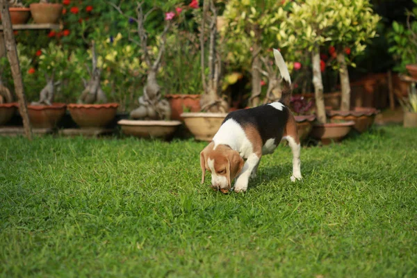 Volwassen diertjes en pup beagle hond spelen in gazon — Stockfoto