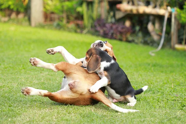 Reinrassige Erwachsene und Welpen-Beagle-Hund spielen im Rasen — Stockfoto