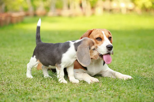 Safkan yetişkin ve beagle köpek yavrusu çim oynuyorlar