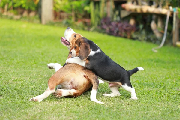 純血種の大人と子犬ビーグル犬が芝生で遊んでいます。 — ストック写真