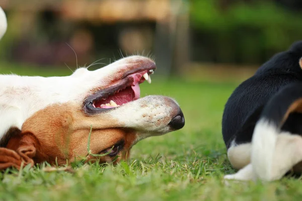 Safkan yetişkin ve beagle köpek yavrusu çim oynuyorlar