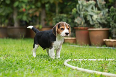safkan beagle köpek bir şey arıyorum