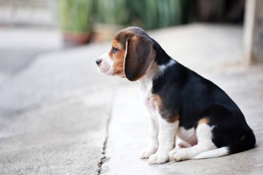 safkan beagle köpek bir şey arıyorum