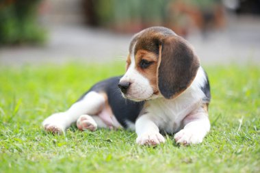 safkan beagle köpek bir şey arıyorum