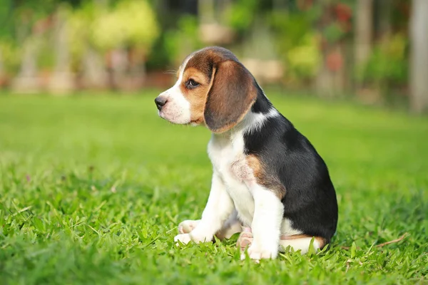 Reinrassiger Beagle-Hund auf der Suche nach etwas — Stockfoto