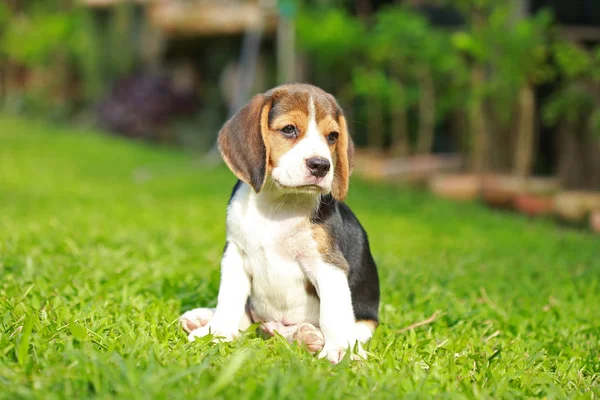 Reinrassiger Beagle-Hund auf der Suche nach etwas — Stockfoto