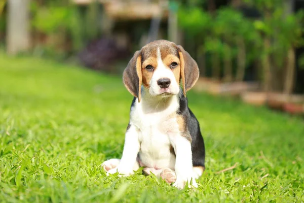 Reinrassiger Beagle-Hund auf der Suche nach etwas — Stockfoto