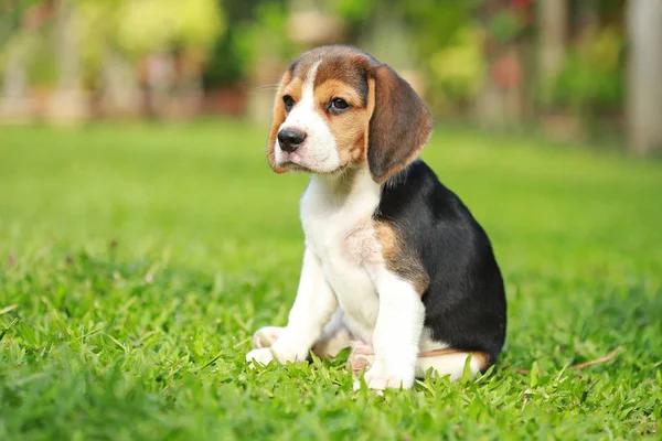 Chien beagle de race cherchant quelque chose — Photo
