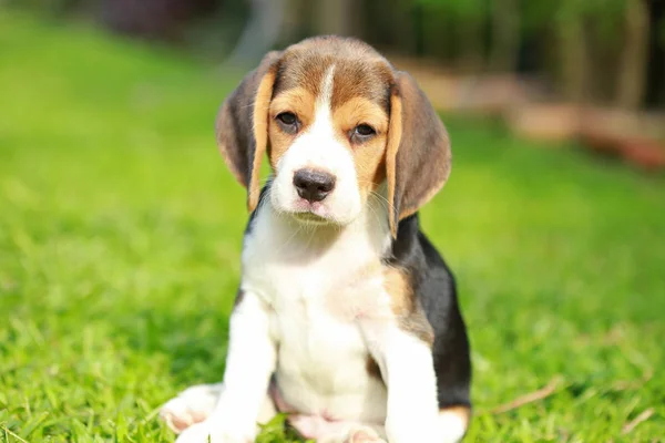 Perro beagle pura raza en busca de algo —  Fotos de Stock
