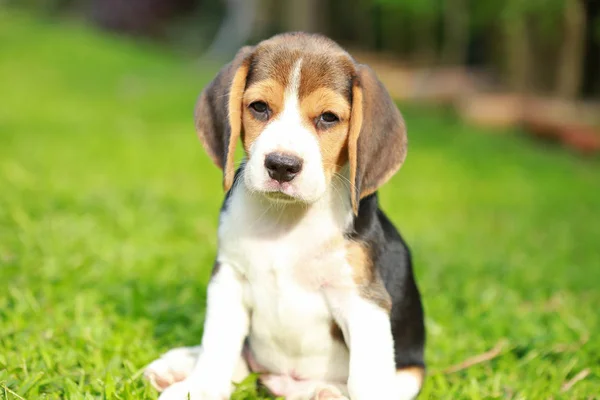 Reinrassiger Beagle-Hund auf der Suche nach etwas — Stockfoto