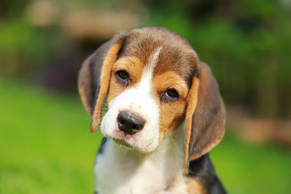 Reinrassiger Beagle-Hund auf der Suche nach etwas — Stockfoto