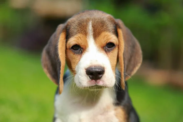 Reinrassiger Beagle-Hund auf der Suche nach etwas — Stockfoto