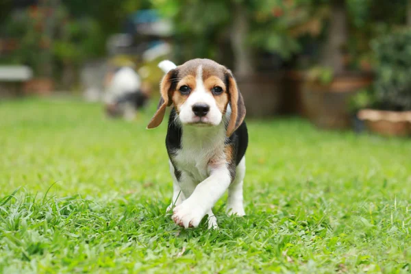 Raszuivere beagle hond op zoek naar iets — Stockfoto