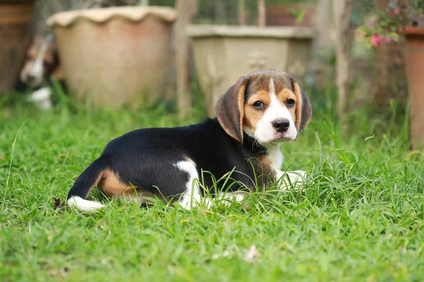Perro beagle pura raza en busca de algo — Foto de Stock
