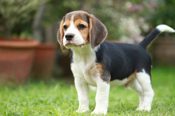 Reinrassiger Beagle-Hund auf der Suche nach etwas — Stockfoto