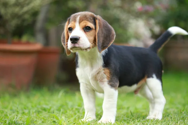 safkan beagle köpek bir şey arıyorum