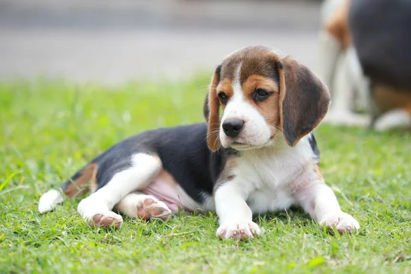 Reinrassiger Beagle-Hund auf der Suche nach etwas — Stockfoto