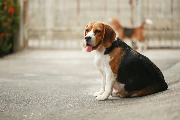 Raszuivere beagle hond op zoek naar iets — Stockfoto