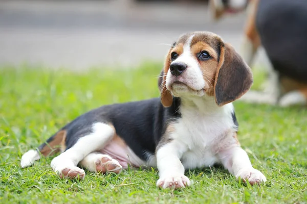 Raszuivere beagle hond op zoek naar iets — Stockfoto