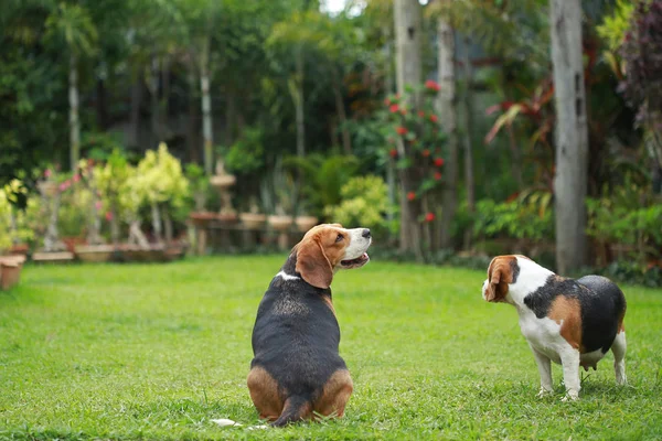 Perro beagle pura raza en busca de algo — Foto de Stock