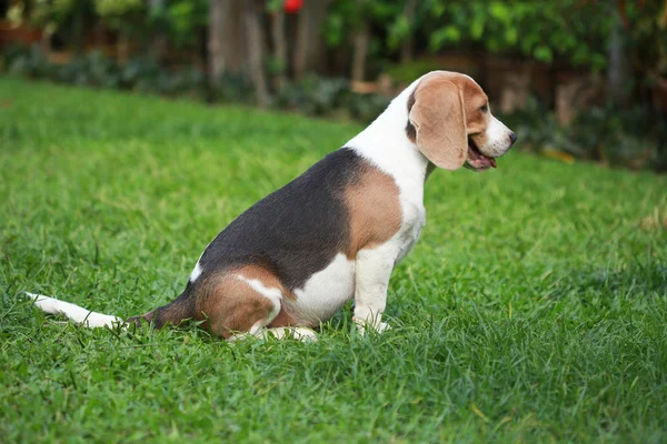 Chien beagle de race cherchant quelque chose — Photo