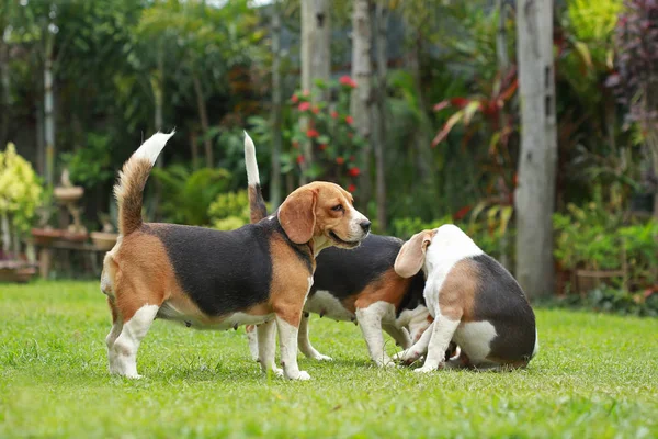 Perro beagle pura raza en busca de algo — Foto de Stock