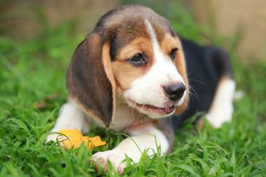 safkan beagle köpek yavrusu meyve, 2 ay güçlü erkek beagle yavru yemek keyfini çıkarın 