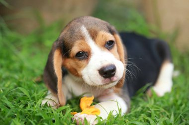 safkan beagle köpek yavrusu meyve, 2 ay güçlü erkek beagle yavru yemek keyfini çıkarın 