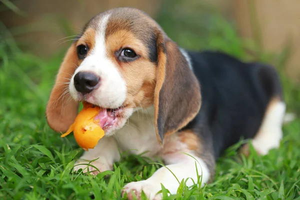 Safkan beagle köpek yavrusu meyve, 2 ay güçlü erkek beagle yavru yemek keyfini çıkarın — Stok fotoğraf