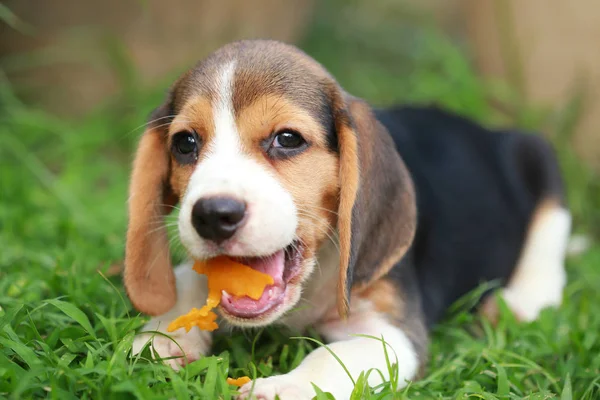 Raszuivere beagle pup is genieten van het eten van fruit, 2 maanden sterke mannelijke beagle pup — Stockfoto