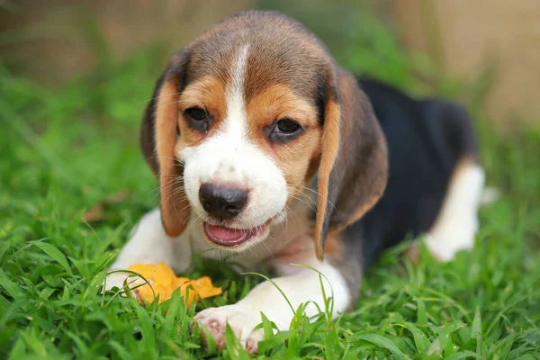 Raszuivere beagle pup is genieten van het eten van fruit, 2 maanden sterke mannelijke beagle pup — Stockfoto