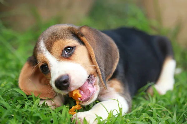 Rasa beagle szczeniak jest cieszyć się jedzenie owoców, 2 miesiące silny mężczyzna beagle szczeniak — Zdjęcie stockowe