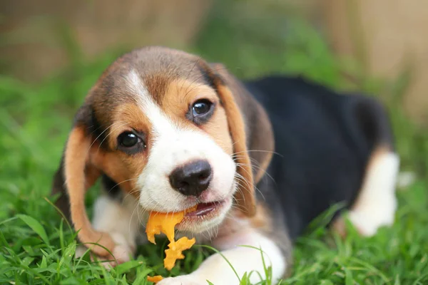 Reinrassiger Beagle Welpe isst gerne Früchte, 2 Monate starker männlicher Beagle Welpe — Stockfoto