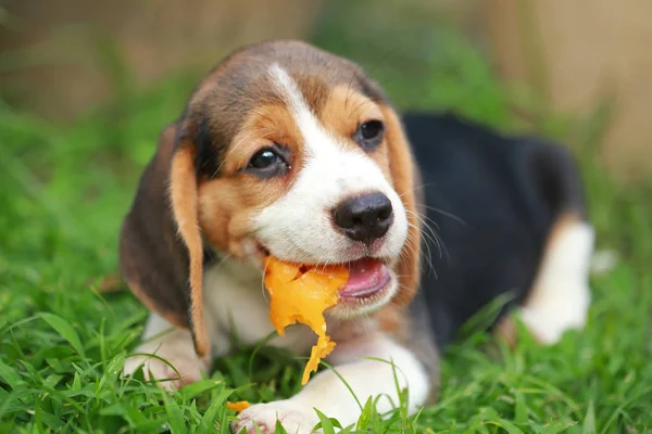 safkan beagle köpek yavrusu meyve, 2 ay güçlü erkek beagle yavru yemek keyfini çıkarın 